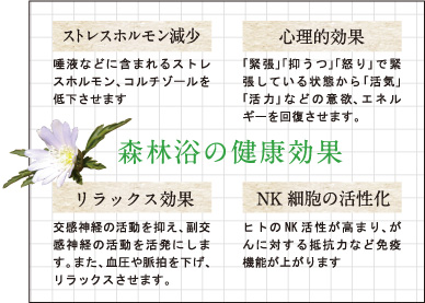 森林浴の健康効果です